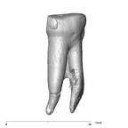 SK 72 Paranthropus robustus LLP3 lingual