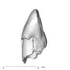 SK 73 Paranthropus robustus URI1 distal