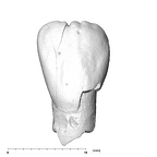 SK 73 Paranthropus robustus URI1 labial
