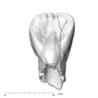 SK 73 P. robustus URI1