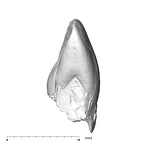 SK 73 Paranthropus robustus URI1 mesial
