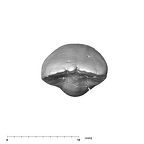 SK 73 Paranthropus robustus URI1 occlusal