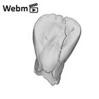 SK 73 Paranthropus robustus URI1 ply movie
