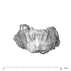 SK 74a Paranthropus robustus mandible anterior