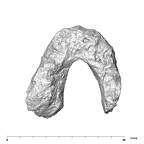SK 74a Paranthropus robustus mandible inferior