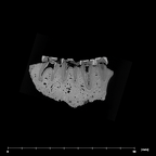 SK 74a Paranthropus robustus mandible internal