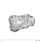 SK 74a Paranthropus robustus mandible lateral left