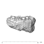 SK 74a Paranthropus robustus mandible lateral right