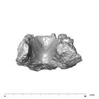 SK 74a Paranthropus robustus mandible posterior
