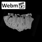 SK 74a Paranthropus robustus mandible ct stack movie