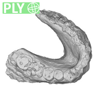 SK 74a Paranthropus robustus mandible ply