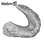 SK 74a Paranthropus robustus mandible ply movie