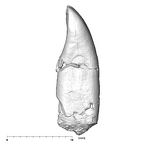 SK 74b Paranthropus robustus LRI1 distal