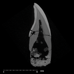 SK 74b Paranthropus robustus LRI1 internal