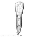 SK 74b P. robustus LRI1