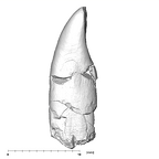 SK 74b Paranthropus robustus LRI1 mesial