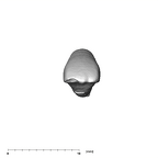SK 74b Paranthropus robustus LRI1 occlusal
