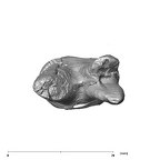 SK 74c Paranthropus robustus URP4 apical