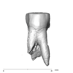 SK 74c Paranthropus robustus URP4 buccal