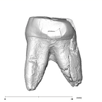 SK 74c Paranthropus robustus URP4 distal