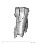 SK 74c Paranthropus robustus URP4 lingual