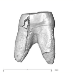 SK 74c Paranthropus robustus URP4 mesial