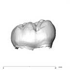 SK 75 Paranthropus robustus LRM3 buccal