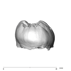 SK 75 Paranthropus robustus LRM3 distal