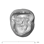 SK 75 Paranthropus robustus LRM3 inferior