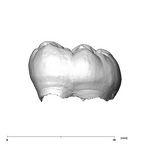 SK 75 Paranthropus robustus LRM3 lingual