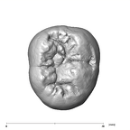 SK 75 Paranthropus robustus LRM3 occlusal