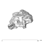 SK 79 Paranthropus robustus cranium anterior