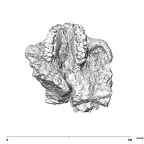 SK 79 Paranthropus robustus cranium inferior