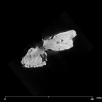 SK 79 Paranthropus robustus cranium internal