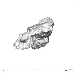 SK 79 Paranthropus robustus cranium lateral left