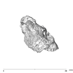 SK 79 Paranthropus robustus cranium lateral right