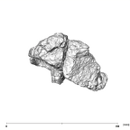 SK 79 Paranthropus robustus cranium posterior