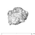 SK 79 Paranthropus robustus cranium superior