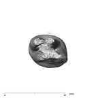 SK 7 Paranthropus robustus LRP4 apical