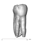 SK 7 Paranthropus robustus LRP4 buccal