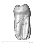 SK 7 Paranthropus robustus LRP4 distal