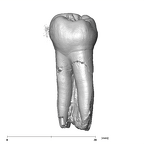 SK 7 Paranthropus robustus LRP4 lingual
