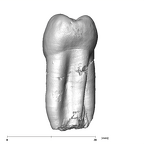SK 7 Paranthropus robustus LRP4 mesial