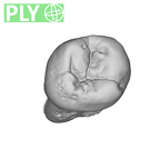 SK 7 Paranthropus robustus LRP4 ply