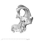 SK 80.847 Homo cranium anterior