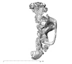 SK 80.847 Homo cranium inferior