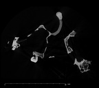 SK 80.847 Homo cranium internal