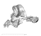 SK 80.847 Homo cranium lateral 1