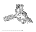 SK 80.847 Homo cranium lateral 2