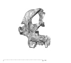 SK 80.847 Homo cranium posterior